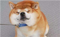 柴犬几个月可以吃骨头？柴犬吃骨头会有哪些危害？