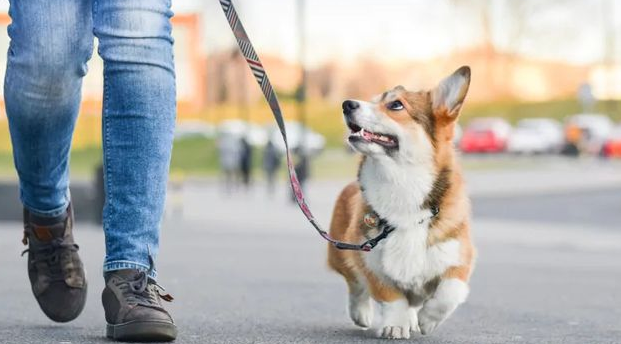 躲避犬只摔倒受伤,谁来赔偿? 躲避犬只摔倒受伤,谁来赔偿?
