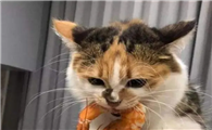 猫咪可以吃虾吗?
