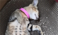 奶猫肚子鼓鼓的不拉屎怎么办啊？