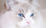 布偶猫粘人程度，布偶猫的粘人程度居然这么可怕