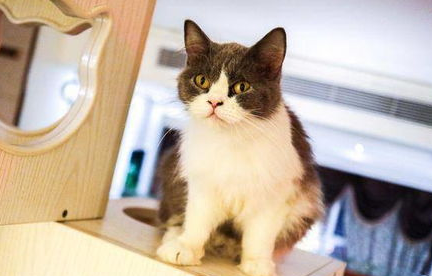 猫咪没有食欲怎么办?怎么解决? 猫咪没有食欲怎么办?怎么解决?