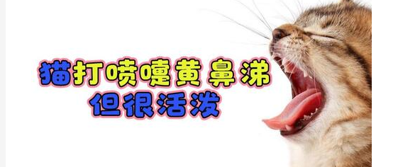 猫咪流鼻涕怎么办？猫咪一直流鼻涕是什么原因？