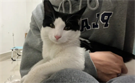 猫咪的肉垫有什么用处