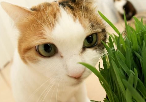 猫不吃猫草和化毛膏怎么办？