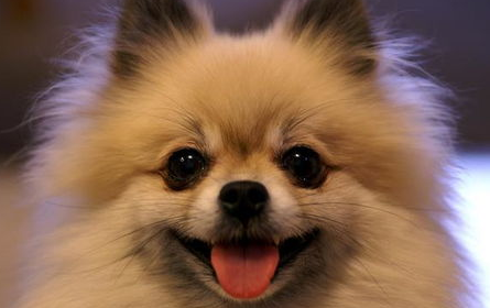 博美犬在换毛期间美容需要注意什么? 博美犬在换毛期间美容需要注意什么?