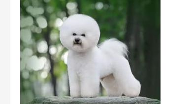 比熊犬没精神眼睛流脓是发炎了吗？