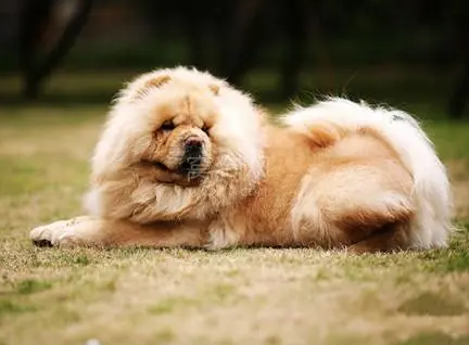 松狮犬能活多久寿命