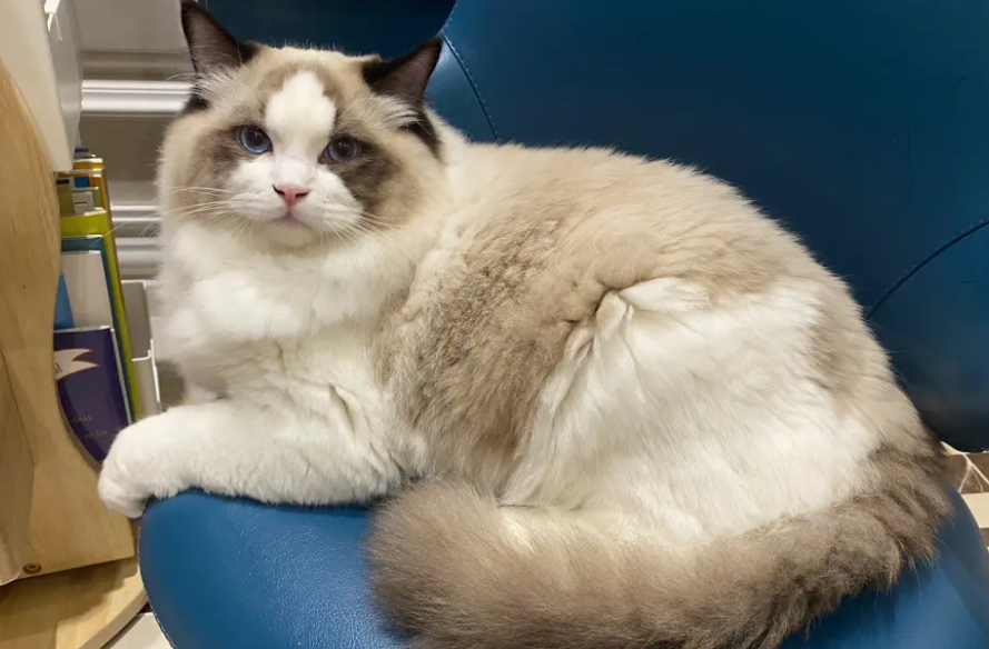 买布偶猫买几个月的好？购买这个年龄段的布偶猫最合适？