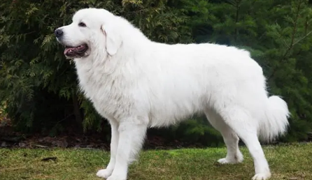 大白熊犬战斗力强吗