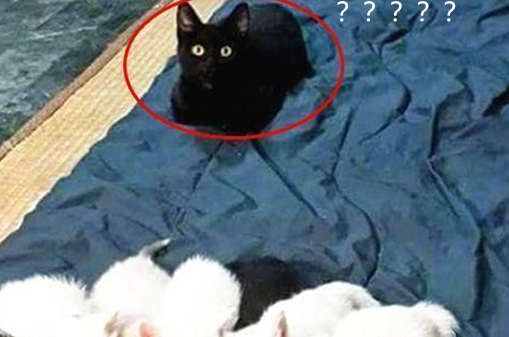 奶牛猫生了5只幼崽,公猫在一旁却是满脸问号:这是几个意思? 奶牛猫生了5只幼崽,公猫在一旁却是满脸问号:这是几个意思?