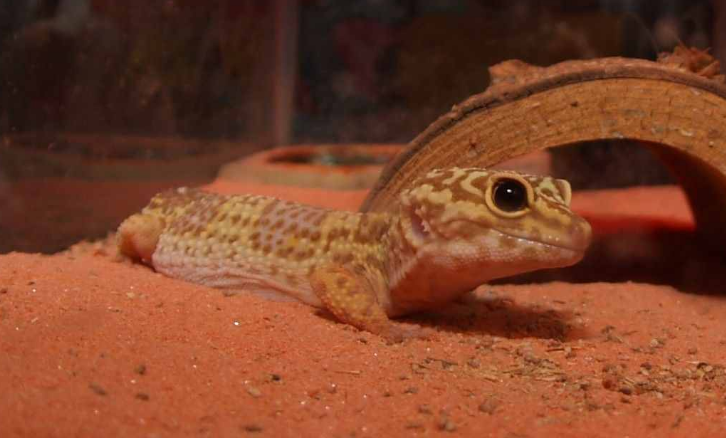 豹纹守宫成体多重