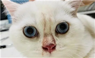 猫鼻子不通气怎么办？