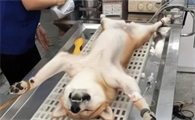 狗狗绝育手术多久可以恢复健康?