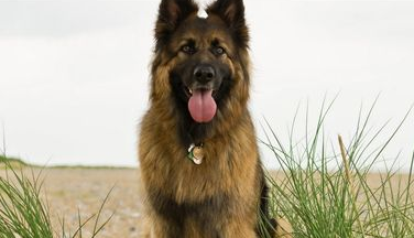 德国牧羊犬怎么饲养 白天经常和小狗呆在一起 德国牧羊犬怎么饲养 白天经常和小狗呆在一起