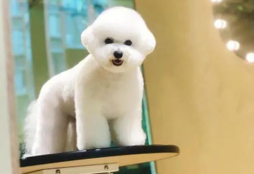 判断比熊犬生病的小技巧，比熊犬生病的13种症状！