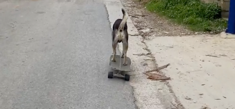 狗狗玩滑板时侧方位停车，然后去上厕所