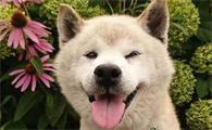 怎样训练柴犬唤回 训练柴犬的时候需要注意什么