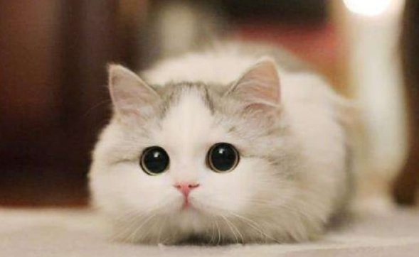 猫吃了少量韭菜怎么办？猫吃了一点韭菜怎么办？