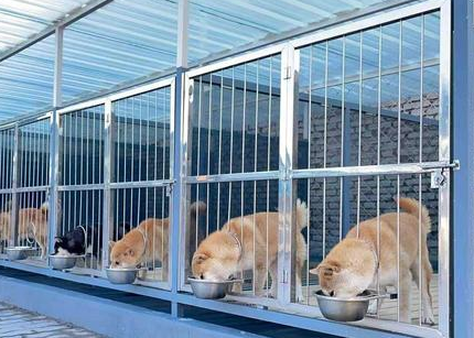 临沂犬舍哪家最好