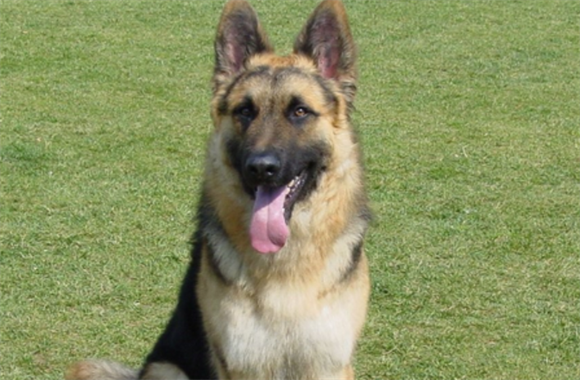 如何饲养德国牧羊犬？