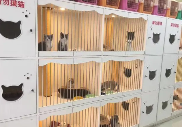 猫舍繁育用什么猫粮 猫舍繁育用什么猫粮