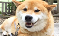 柴犬体味重怎么办？
