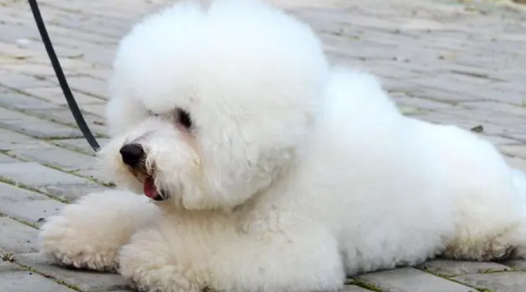 如何根据眼睛看是否健康的比熊犬？