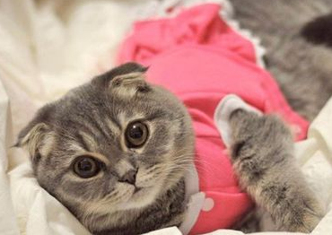 你们说，小猫一直感冒不好怎么办？