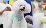 狗狗只是吐了，竟然会致命？