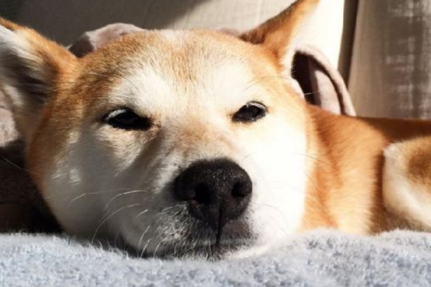柴犬不吃狗粮怎么办？柴犬不吃狗粮这两招就可以搞定！
