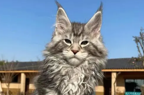 猫舍买缅因猫多少价格 猫舍买缅因猫多少价格