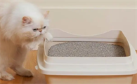 猫咪为什么会吃猫砂的原因