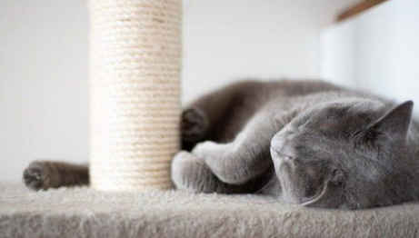 退房沙发被猫抓破了怎么办？沙发被猫抓破了房东要我赔？