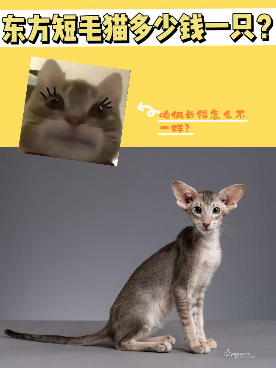 东方短毛猫这个品种你听过吗?多少钱一只? 东方短毛猫这个品种你听过吗?多少钱一只?