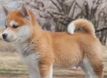 柴犬有几种颜色?白柴最少的原因是什么?
