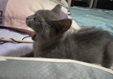 猫不吃猫草和化毛膏怎么办？