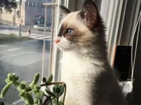 从年龄及容貌体型上选择活泼好动的猫猫! 从年龄及容貌体型上选择活泼好动的猫猫!