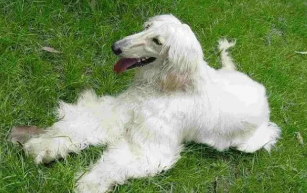 阿富汗犬为什么禁养 阿富汗犬为什么禁养