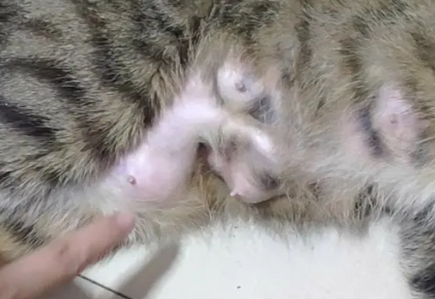 母猫涨奶没有小猫怎么办？