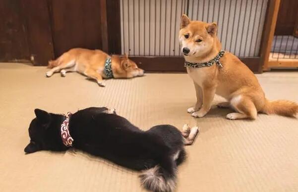 柴犬的致命缺点 柴犬的致命缺点