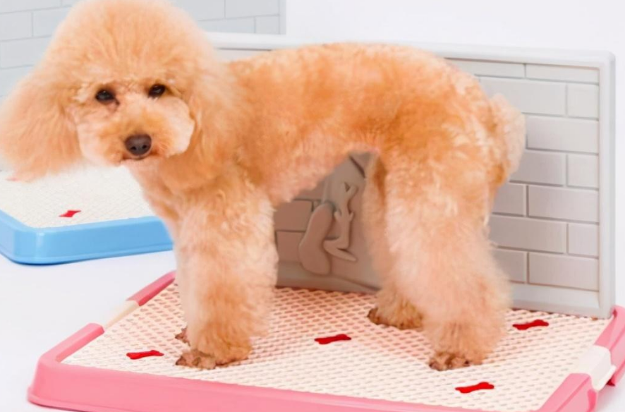 泰迪犬大小便训练 泰迪犬大小便训练