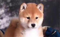 柴犬一胎能生几只小狗？狗狗繁殖！