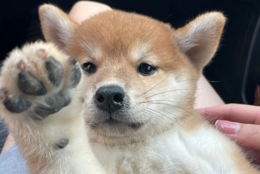 柴犬几岁不能生宝宝？一般7岁后的柴犬属于高龄产妇！