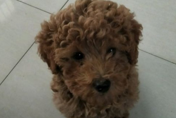 泰迪幼犬如何训练
