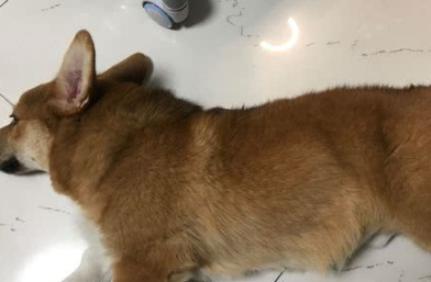 在家里熬夜上网，狗狗陪在身边睡得很甜，睡醒后很奇怪地看着我 