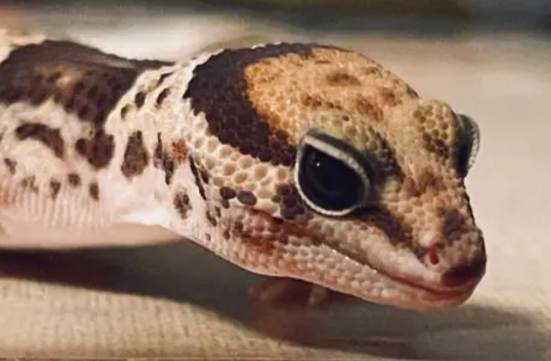 守宫蜥蜴赚钱吗