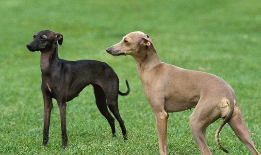 灵堤和格力犬的区别 灵堤和格力犬的区别