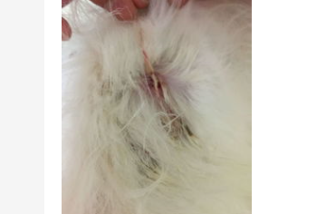 宠物狗皮肤病真菌感染怎么办呢？