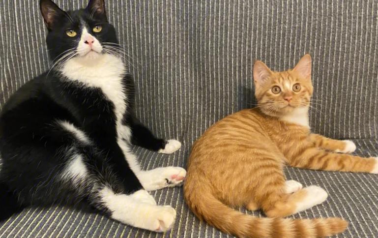家里本来有一只猫又养一只怎么办？